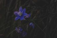 Delicate round lobed hepatica flowering plant with purple petals growing on grassy meadow in countryside under