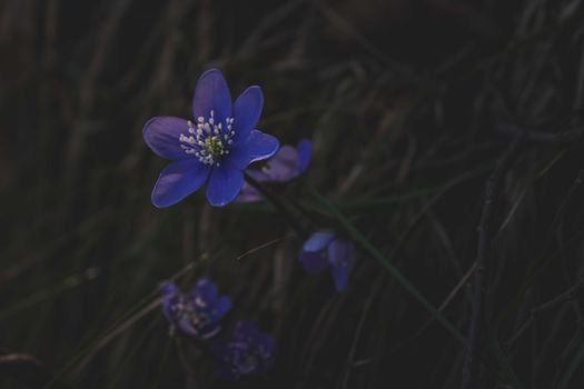 Delicate round lobed hepatica flowering plant with purple petals growing on grassy meadow in countryside under