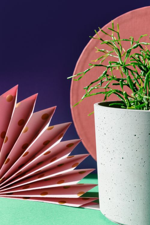 Free Bold modern still life featuring a green plant and pink polka dot design against a purple backdrop. Stock Photo