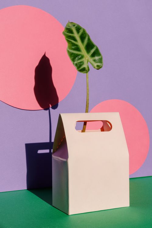 Free Conceptual art with a plant in a box against colorful geometric shapes and shadows. Stock Photo