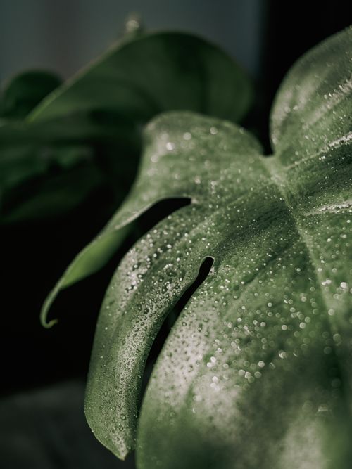 Free A dewy monstera leaf with water droplets captured in natural light, highlighting its texture. Stock Photo