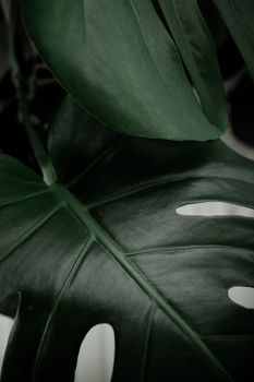 Artful close-up capture of vibrant green monstera leaf showcasing natural beauty.. artful, close, capture