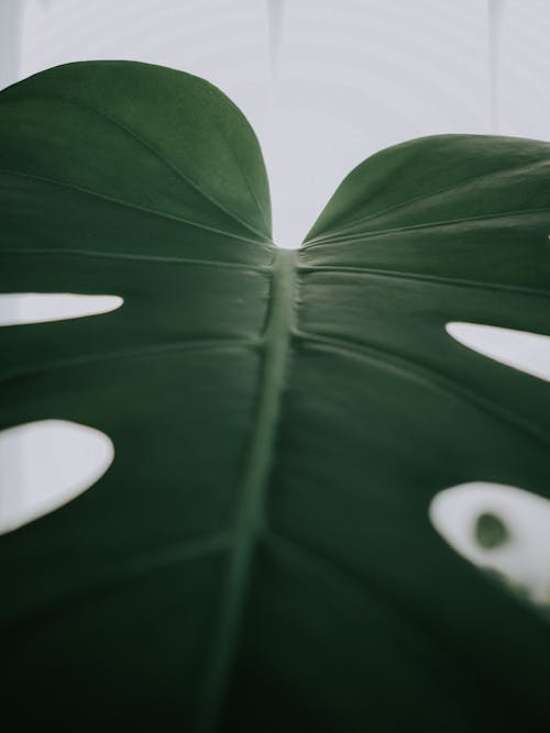 A Green Leaf of Monstera Deliciosa with Fenestration