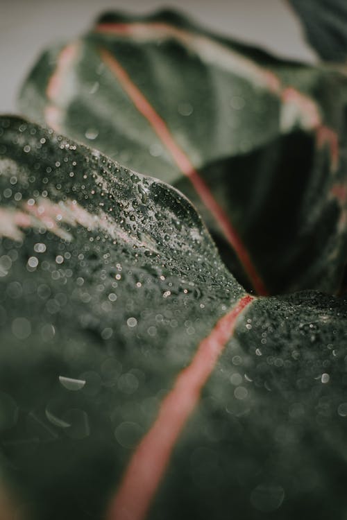 Water Droplets on a Green Leaf