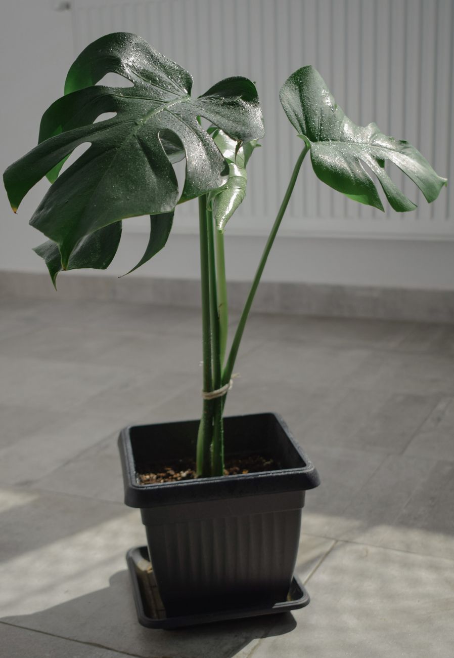 A vibrant Monstera Deliciosa plant in a pot, bathed in natural indoor sunlight.