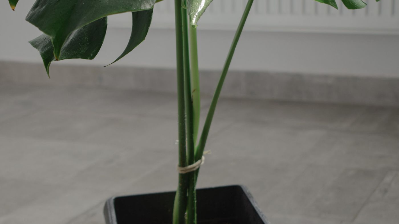 Monstera deliciosa in a pot in indoor sunlight