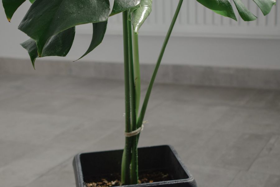 Monstera Care: How to Grow a Big, Healthy Swiss Cheese Plant