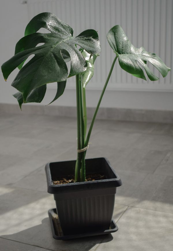 Monstera deliciosa in a pot bathed in indoor sunlight — photo by Anca on Pexels