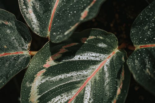 Gratis stockfoto met bladeren, bovenaanzicht, detailopname