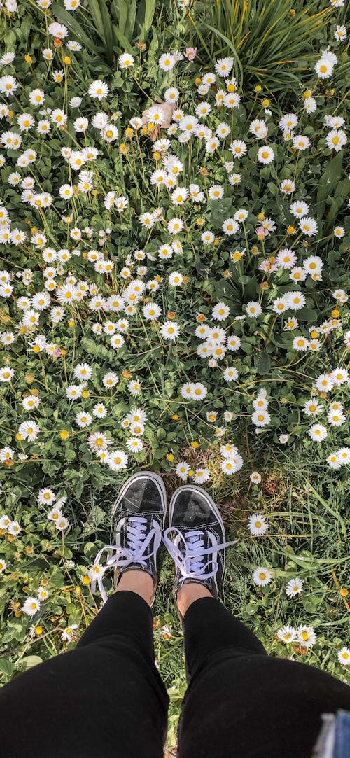 Základová fotografie zdarma na téma buganvilie