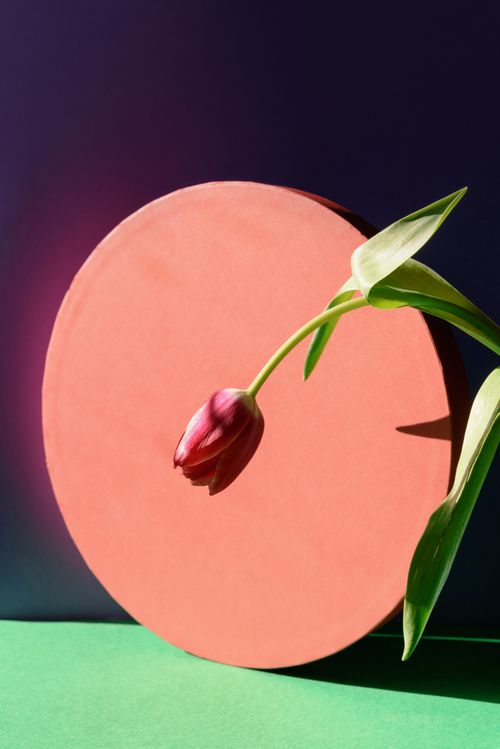 Free A vibrant pink tulip in a creative studio setup with unique geometric shapes and vivid colors. Stock Photo