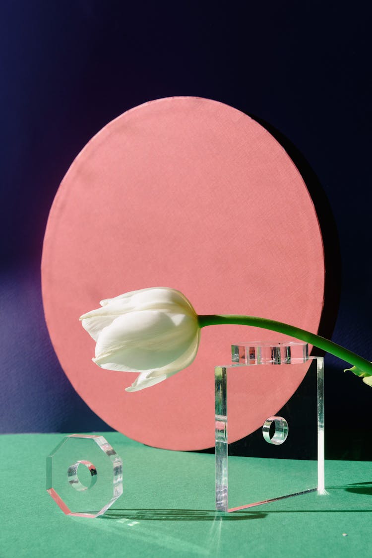 White Tulip Against Pink Plate