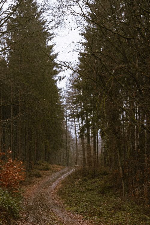 Free A peaceful dirt road winding through a serene autumn forest, surrounded by tall trees. Stock Photo