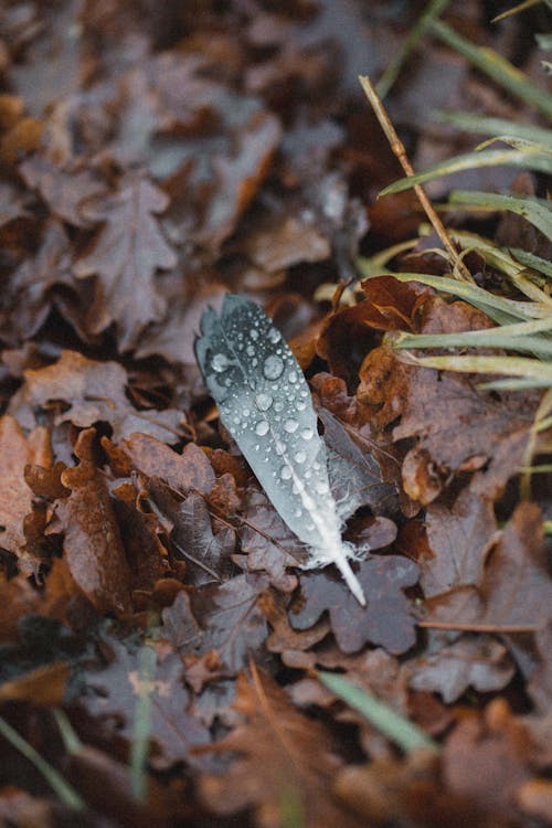 A Wet Feather on the Ground