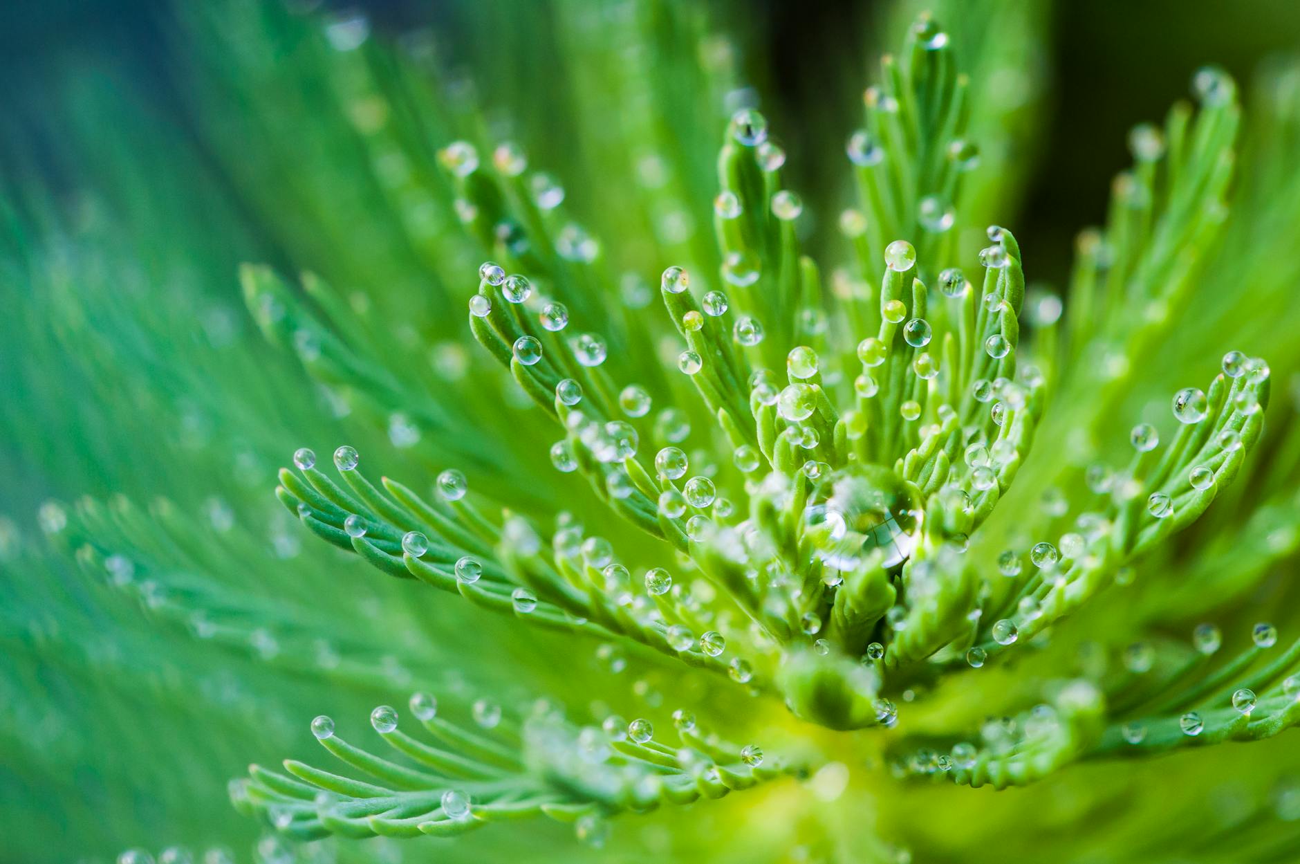 Close-up macro image of fresh green plant leaves with dew droplets, showcasing nature's freshness.
