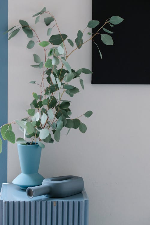 Green plant with wavy stems growing in pot between vase and chalkboard on wall in room