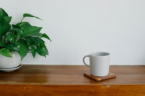 Cup and potted plant on shelf