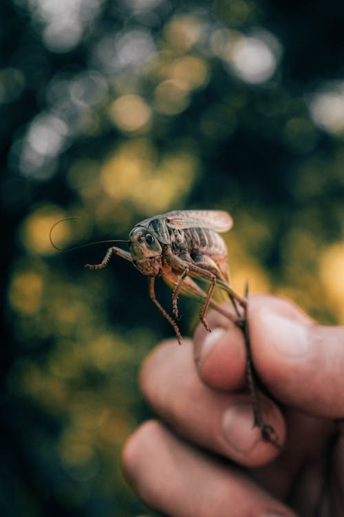 A Person Holding a Grasshopper in Close-up