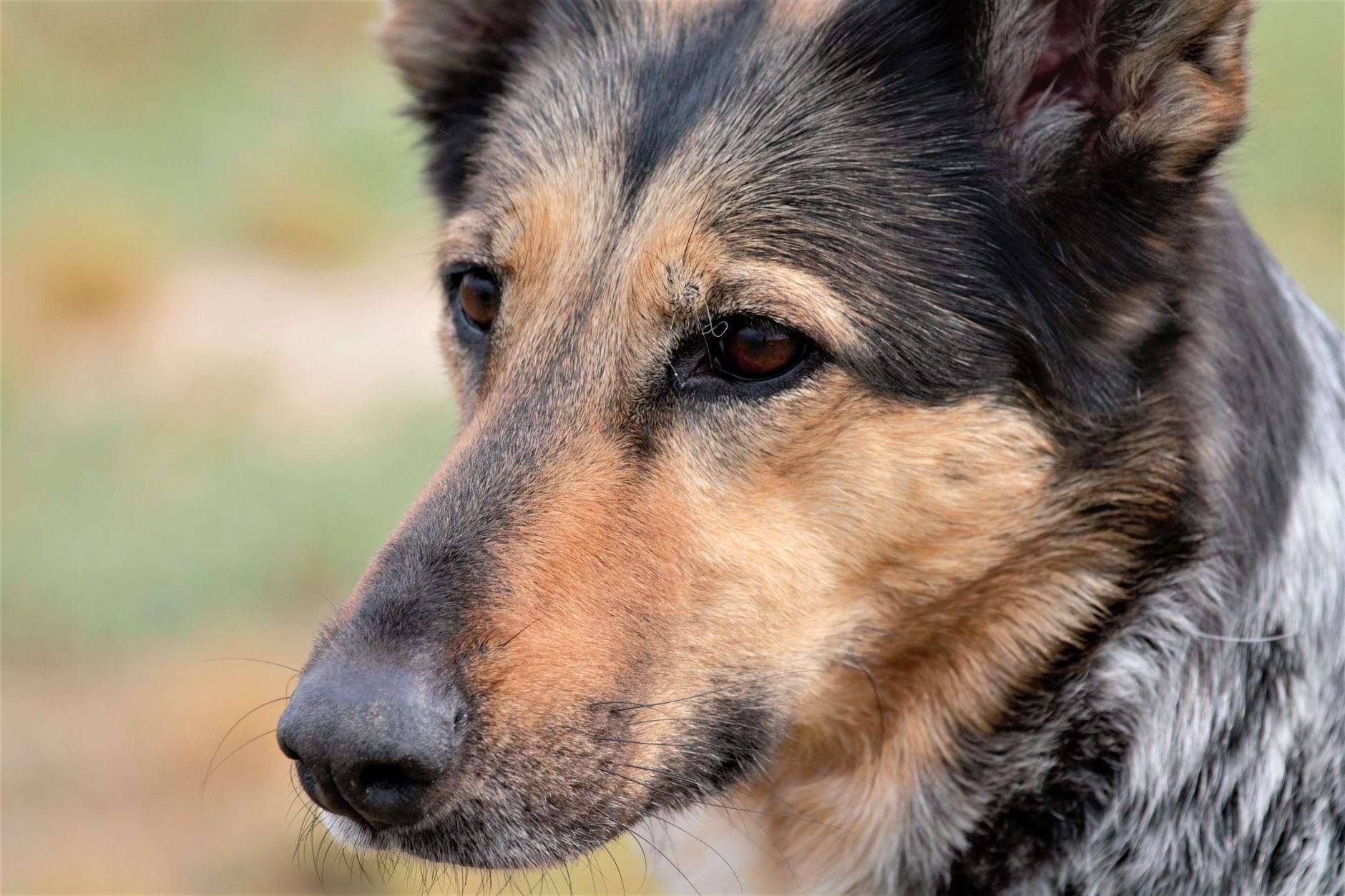 Deutscher Schäferhund