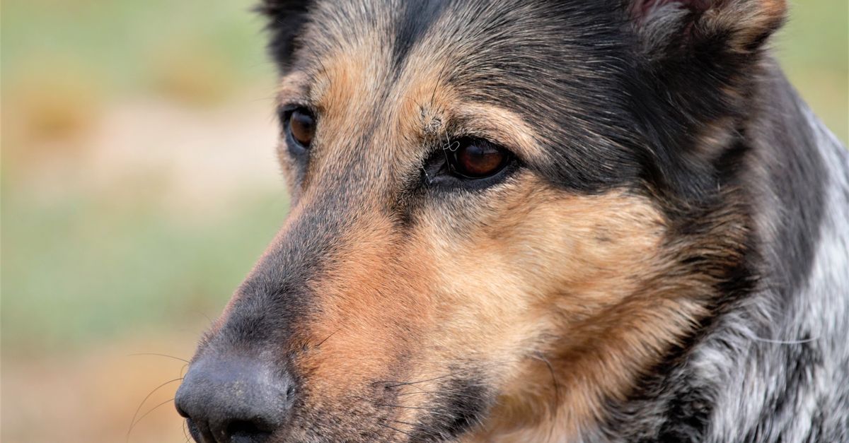 Best German Shepherd Breeders Australia comparison chart showing key features and differences