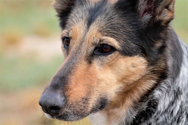 German Shepherd portrait