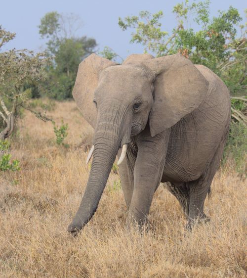 Free Close-up of an African elephant (Loxodonta africana) grazing in the Nanyuki savanna, Kenya. Stock Photo