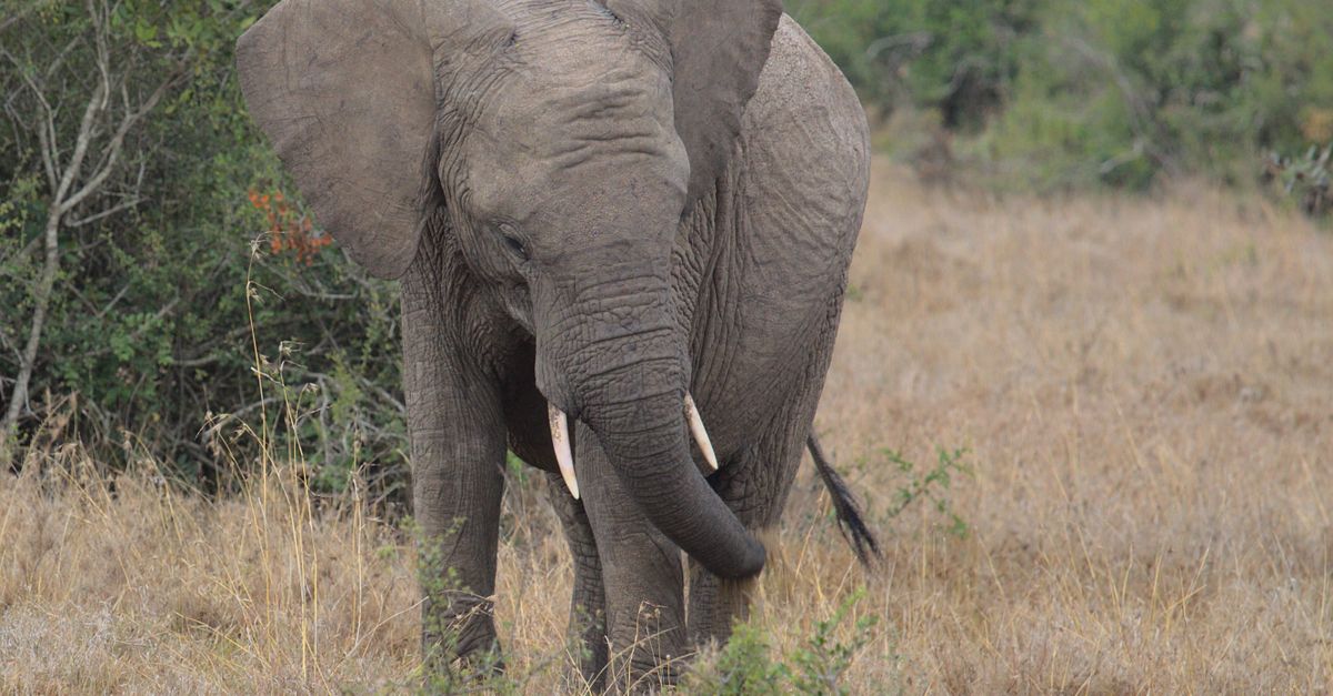 Elephant In Field Elephant on Grass Field · Free Stock Photo