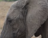 Grey Elephant on Green Grass