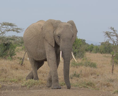 Ücretsiz fil, fil dişleri, hayvan içeren Ücretsiz stok fotoğraf Stok Fotoğraflar