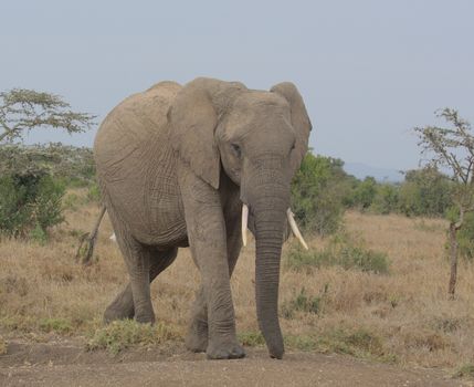 elephant photo