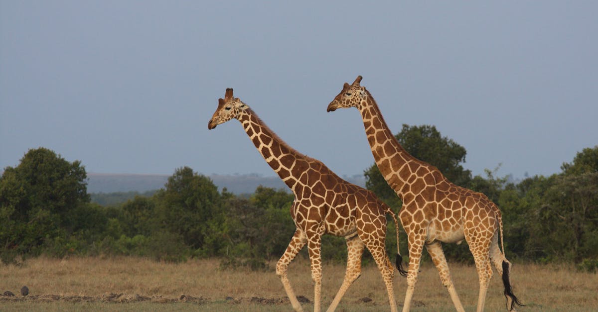 Nanyuki