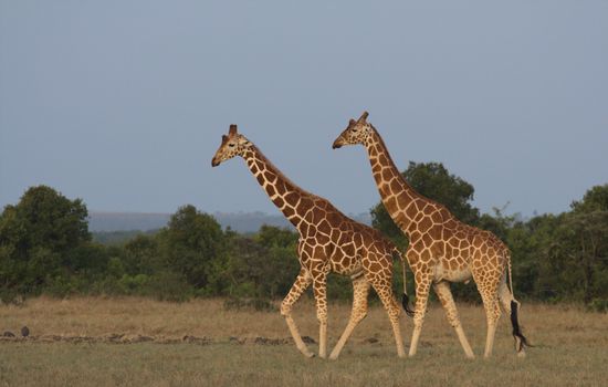 A pair of giraffes walking in the savanna near Nanyuki, Kenya, showcasing wildlife beauty.
