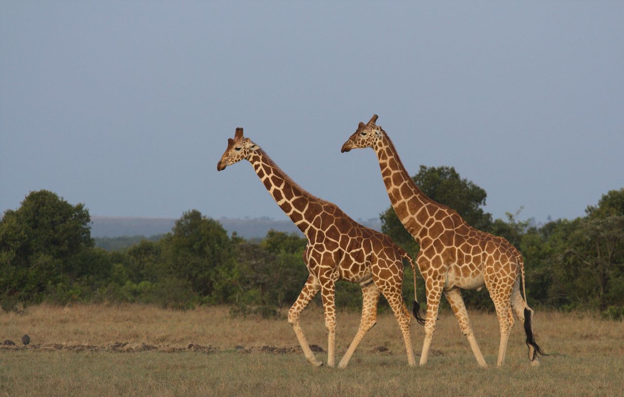 a pair of giraffes walking in the savanna near nanyuki kenya showcasin