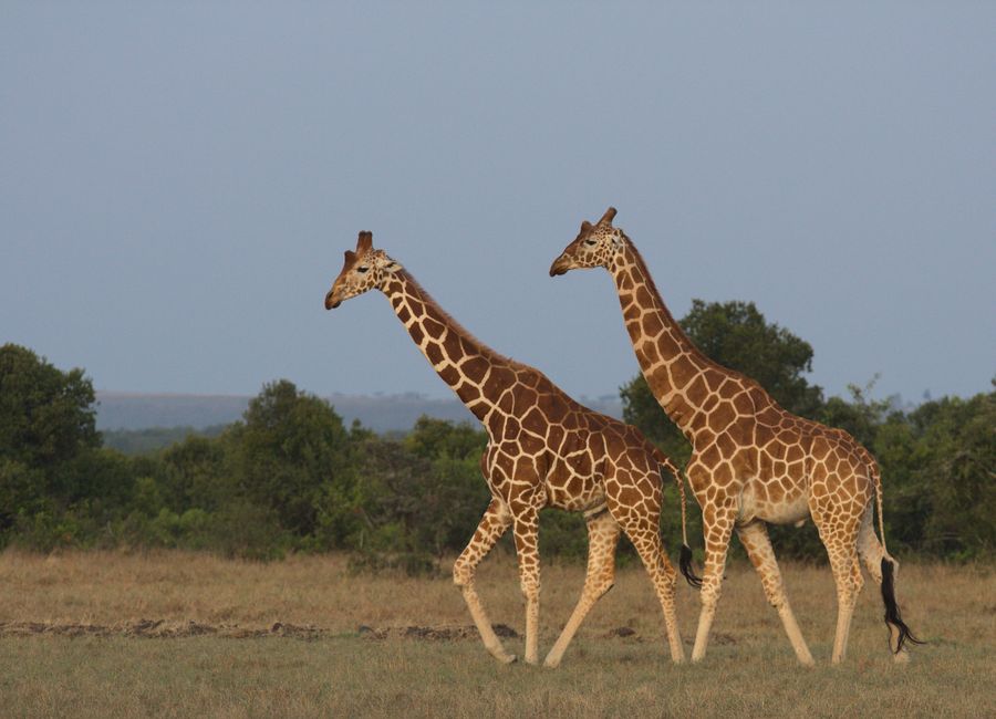 A pair of giraffes walking in the savanna near Nanyuki, Kenya, showcasing wildlife beauty.