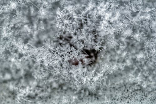 Kostnadsfri bild av frost, frostig, fryst
