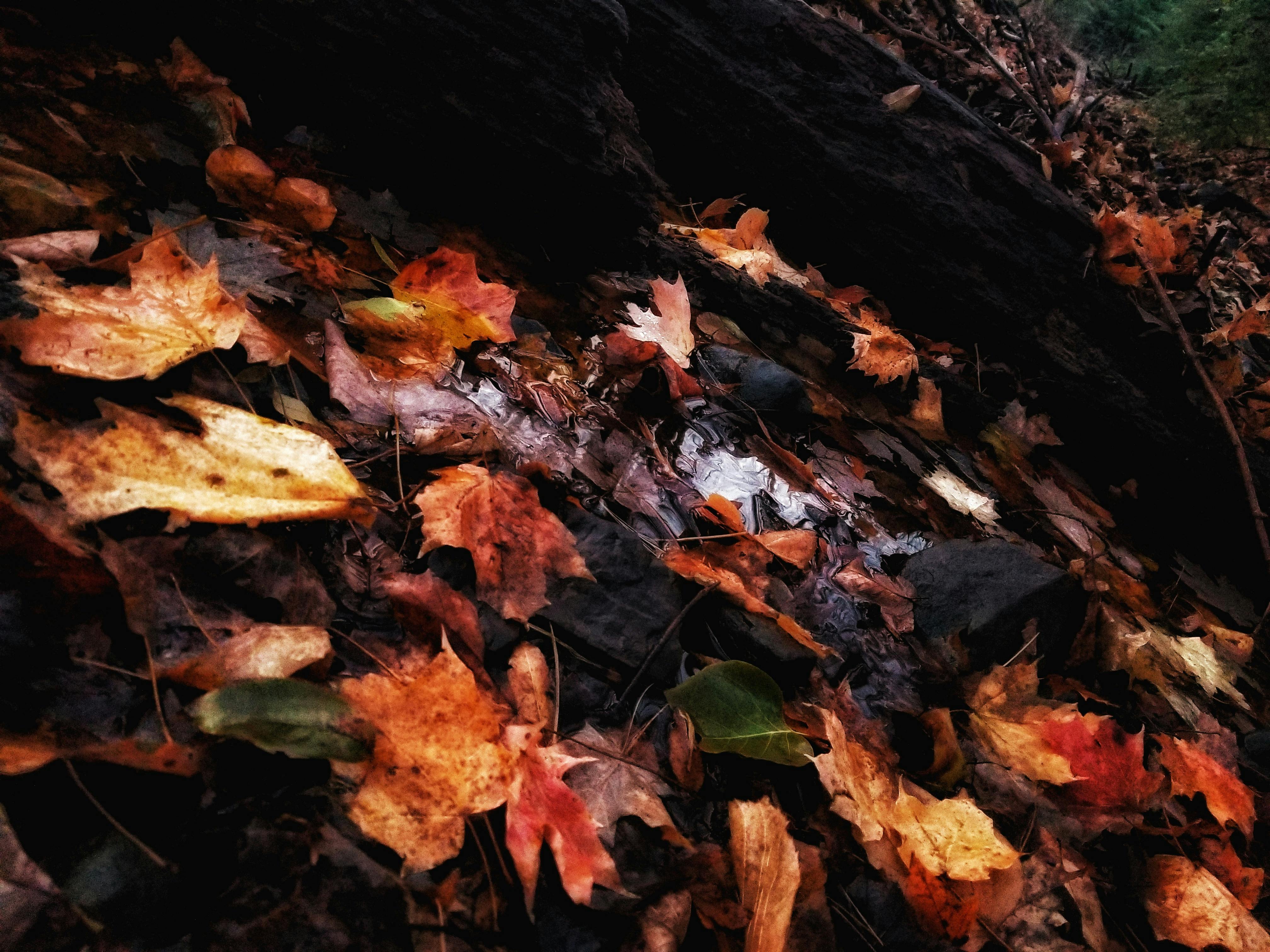 Closeup Photo of Dried Leaves on Soil · Free Stock Photo
