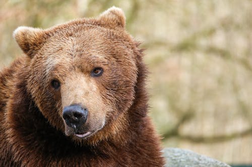Gratis lagerfoto af bjørn, dyr, dyreliv Lagerfoto