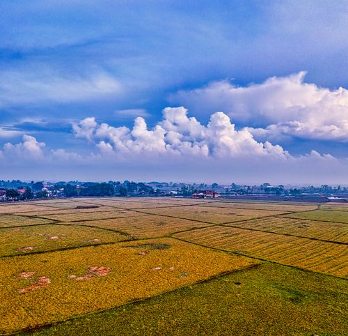 Free A serene aerial shot of lush rice fields in Banten, Indonesia under a vibrant blue sky. Stock Photo