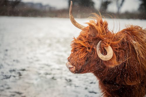 A Brown Highland Cattle with Horns