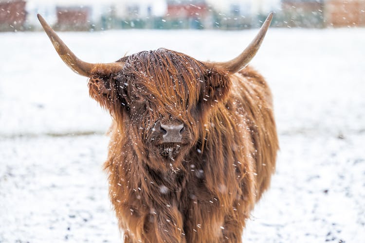 Highland Cattle Cow In Snow 