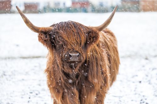 Free A highland cow in a snowy field with horns and shaggy fur during winter. Stock Photo