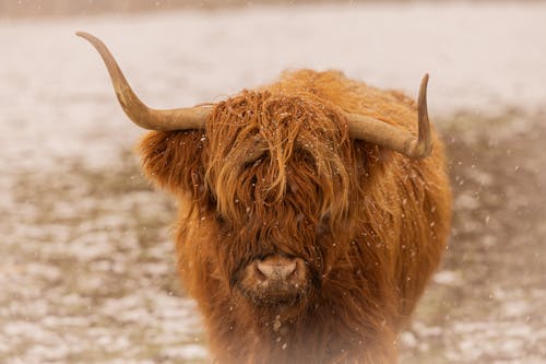 Close-up of a Bull in Winter 