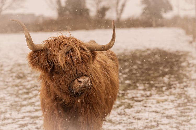 Scottish Highland Cow In Snow