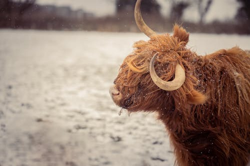 Yak in the Snow