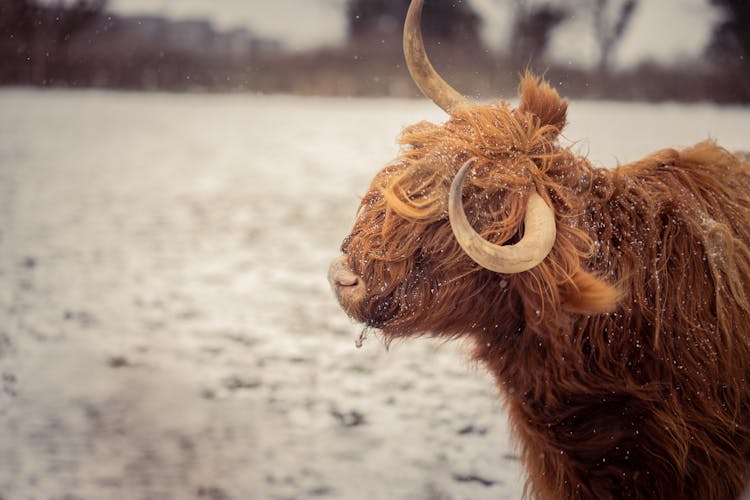 Yak In The Snow