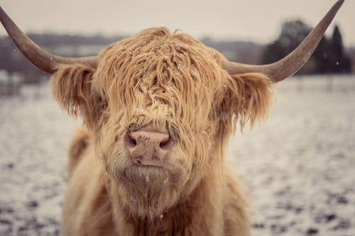 Бесплатное стоковое фото с выборочный фокус, горная корова, животное