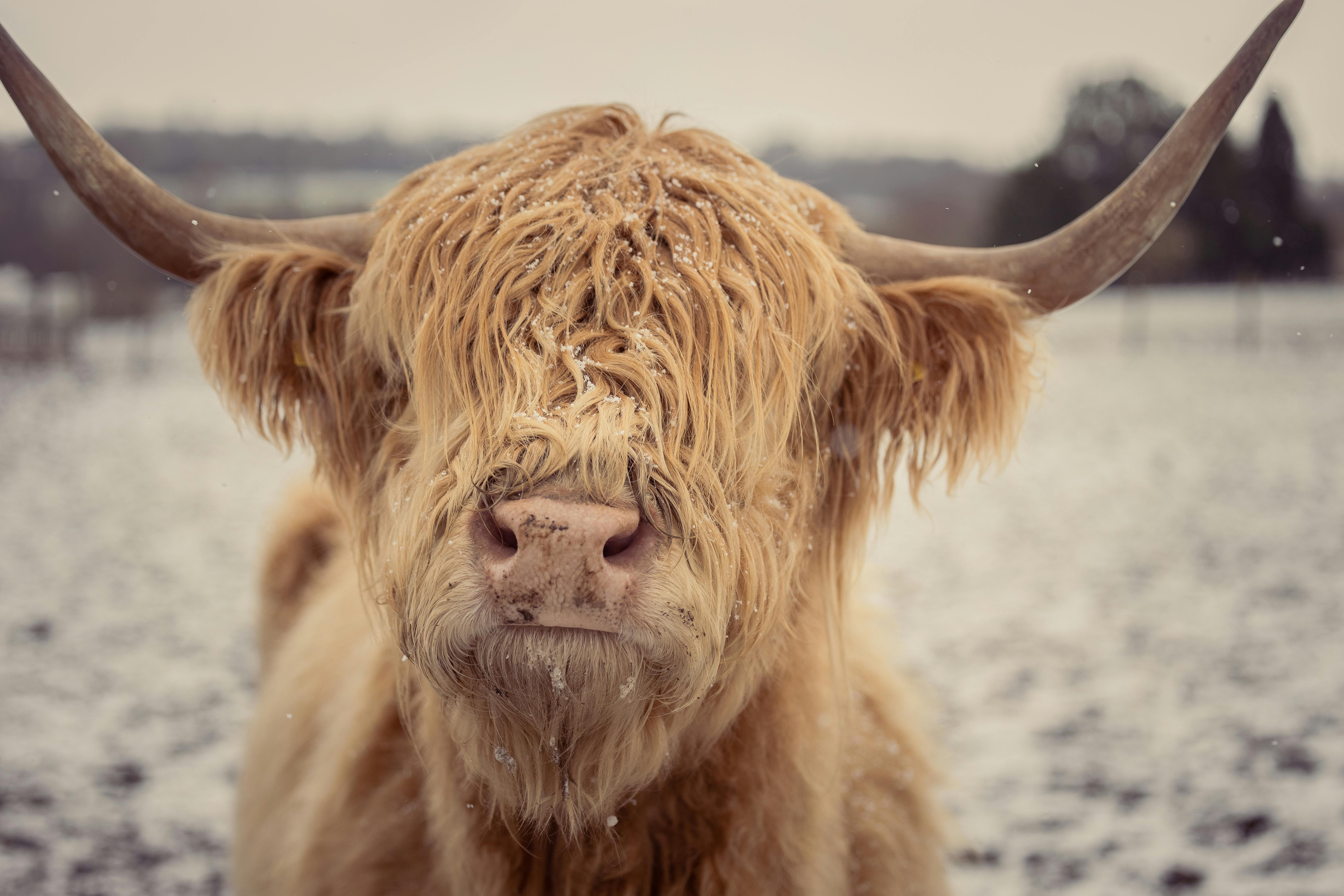 Portrait of a Highland Cow · Free Stock Photo