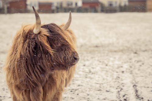 Close-up of Long Haired Bull in Winter 