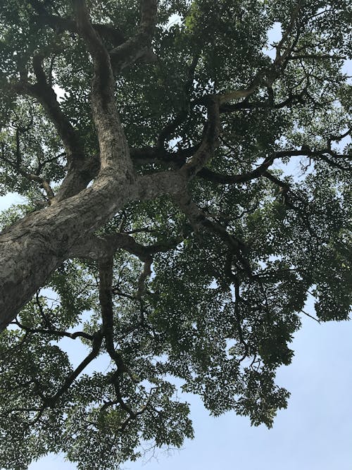 Photos gratuites de arbre, auvent, bleu