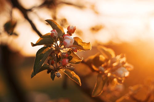 Selektive Fokusfotografie Von Weißen Orangenblütenblumen